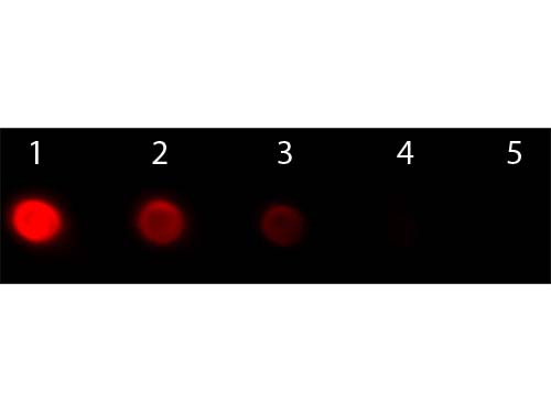 Anti-Human IgG F(ab')2 [Goat] (Min X Bv Hs Ms &amp; Rt serum proteins) Phycoerythrin conjugated F(ab')2