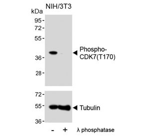 Anti-phospho-CDK7 (Thr170)