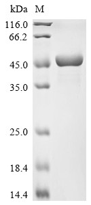 Alpha-enolase (Eno1), partial, mouse, recombinant