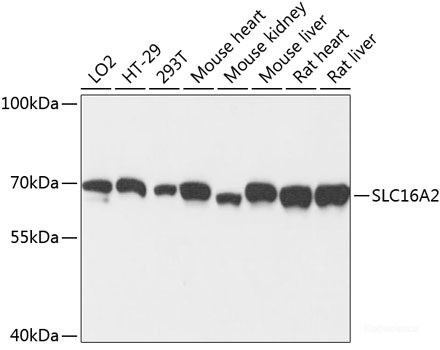 Anti-SLC16A2