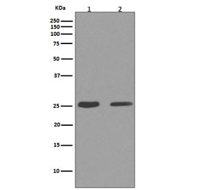 Anti-Cleaved PARP1, clone HI-16