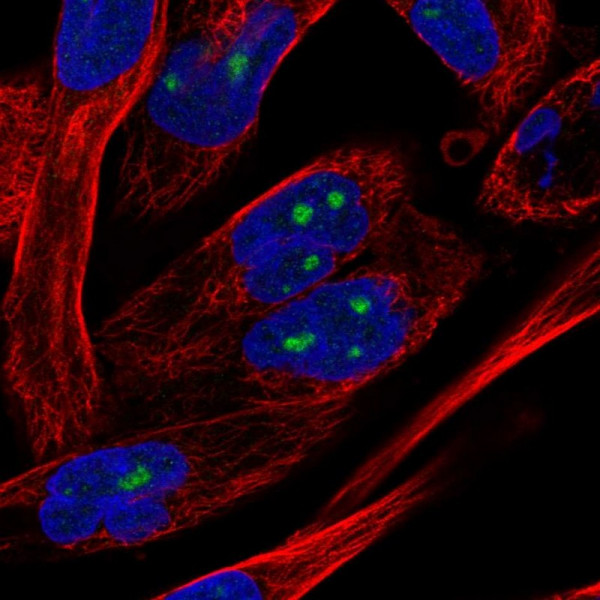 Anti-NOL10