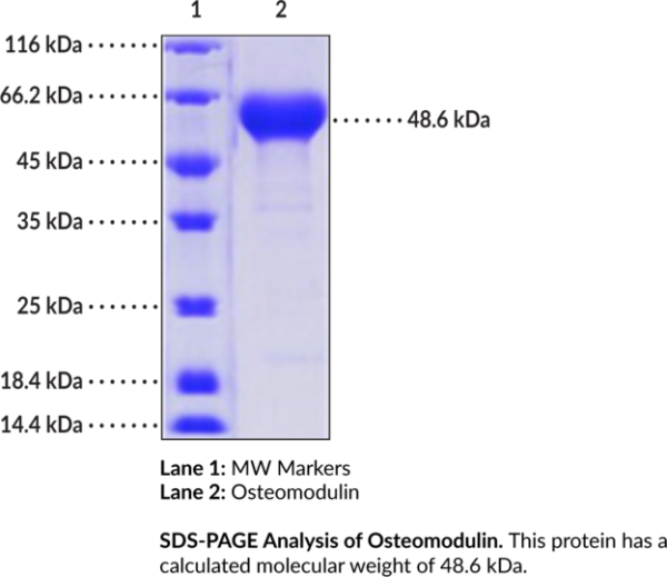 Osteomodulin (human, recombinant)