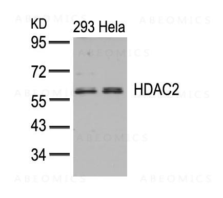 Anti-HDAC2 (Ab-394)