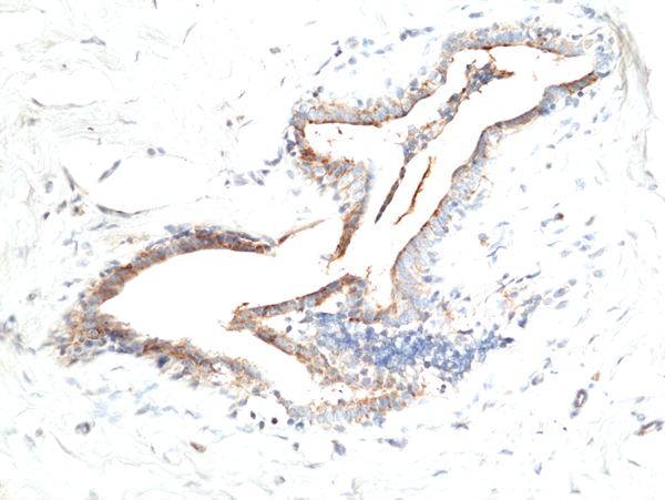 Anti-Asprosin, Rabbit Monoclonal (RM463)