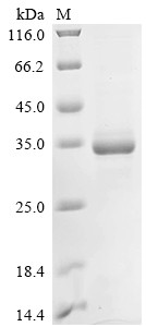 Apolipoprotein A-I (Apoa1), mouse, recombinant