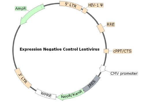 Expression Negative Control Lentivirus (Hygromycin)