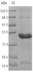 Peptide methionine sulfoxide reductase B7 (MSRB7), Arabidopsis thaliana, recombinant