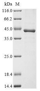 Ficolin-1 (Fcn1), mouse, recombinant