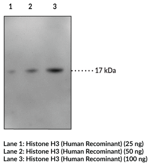 Anti-Histone H3 (Clone 2B8)