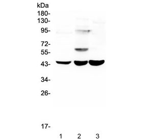Anti-ELAVL2 / ELAV-like protein 2