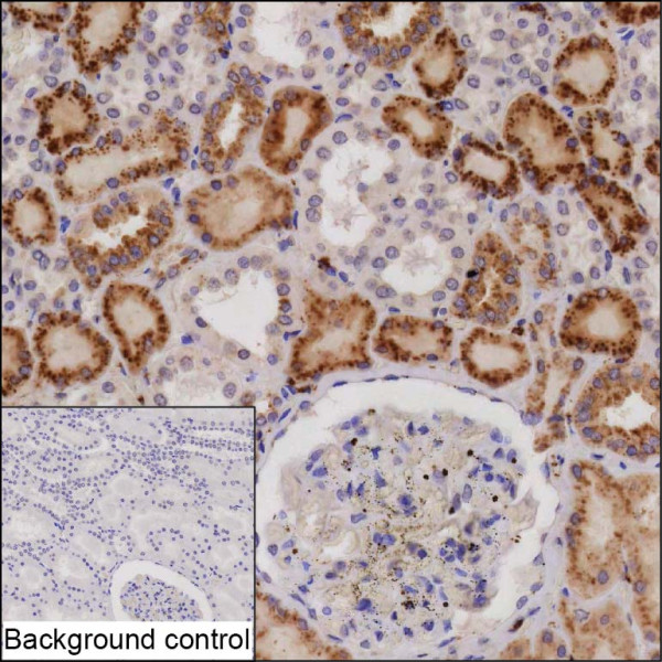 Anti-Cathepsin H