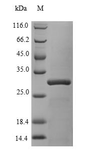 Chromobox protein homolog 7 (CBX7), human, recombinant