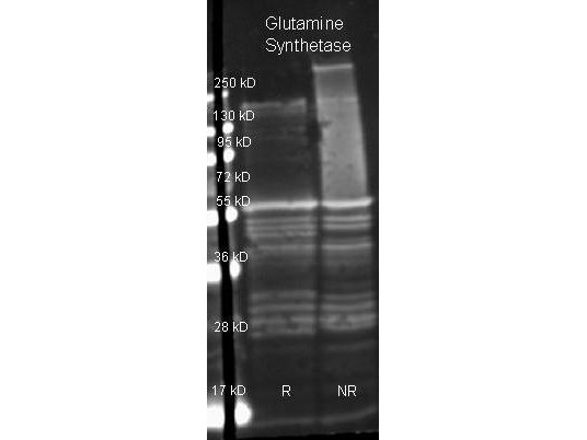 Anti-GLUTAMINE SYNTHETASE (Microbial), Peroxidase Conjugated