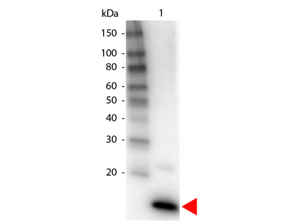 Anti-Interleukin-4 (IL-4), Biotin conjugated