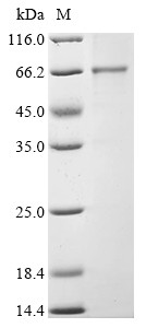 Angiopoietin-1 (ANGPT1), Canis lupus familiaris, recombinant