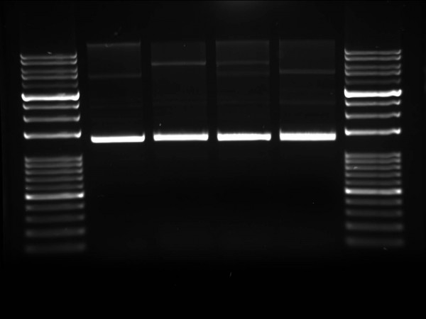 AGAROSE High resolution - high gel strength