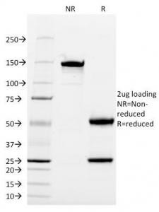 Anti-CD13, clone WM15