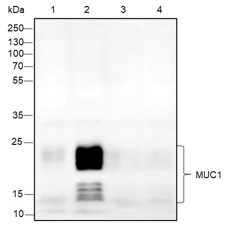 Anti-Recombinant MUC1, clone A309