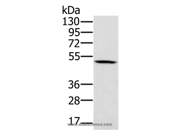 Anti-PSMC2