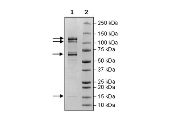 Rbx1/Cul4B/Dcaf11/Ddb1 Complex Recombinant