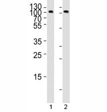 Anti-CD19