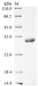 Chymotrypsin-like elastase family member 2B (CELA2B), human, recombinant