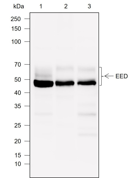 Anti-Recombinant EED, clone A755
