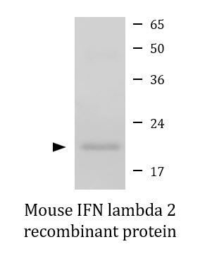 Mouse IFN lambda 2 recombinant protein (Active)
