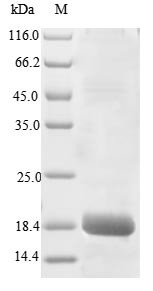 Interleukin-4 (IL4), Macaca fascicularis, recombinant