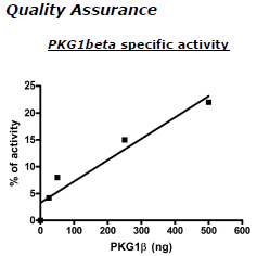PKG1beta, active human recombinant protein