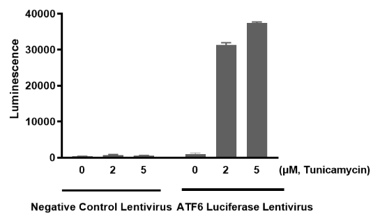 ATF6 Luciferase Reporter Lentivirus (ATF6 Pathway)