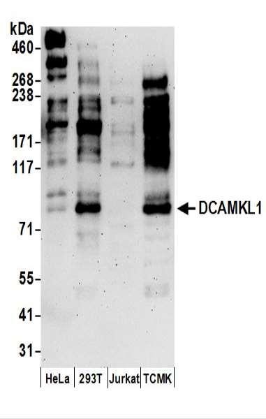 Anti-DCAMKL1