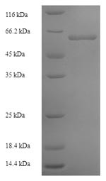 Lycopene beta cyclase, chloroplastic (LCY1), Arabidopsis thaliana, recombinant