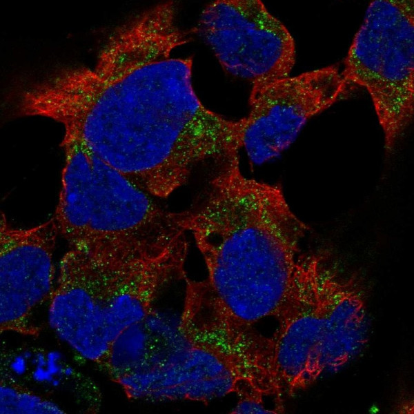Anti-PCDHB15