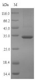 Pyridoxal phosphate phosphatase (PDXP), human, recombinant