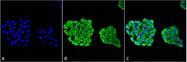 Anti-HSP70 Monoclonal Antibody (Clone: 3A3) - ATTO 594