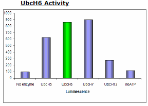 UbcH6 (UBE2E1), active, human recombinant, N-terminal His-tag