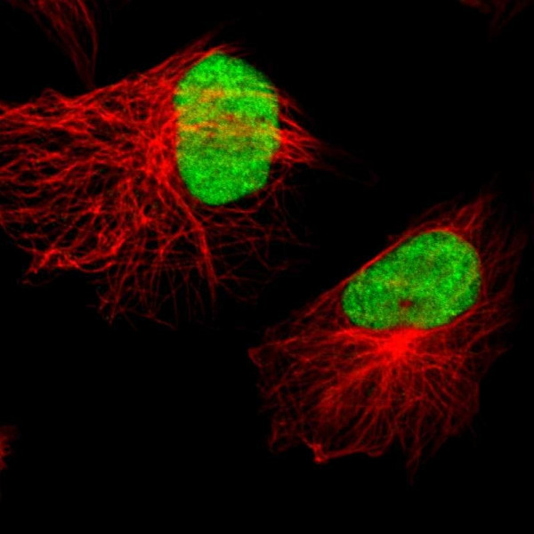 Anti-XRCC4