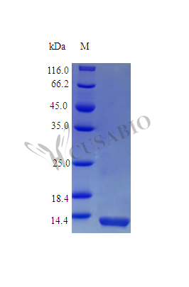 Pro-interleukin-16 [Cleaved into: Interleukin-16 protein (IL16) (Active), Rhesus Macaque, recombinan