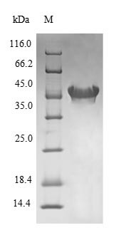 3-Oxoacyl-[acyl-carrier-protein] synthase 1 (fabB), Escherichia coli, recombinant
