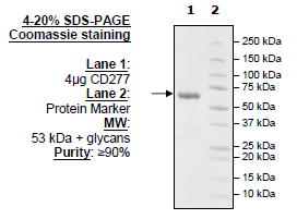 CD277, Fc-Fusion (IgG1) Avi-Tag, Biotin-Labeled