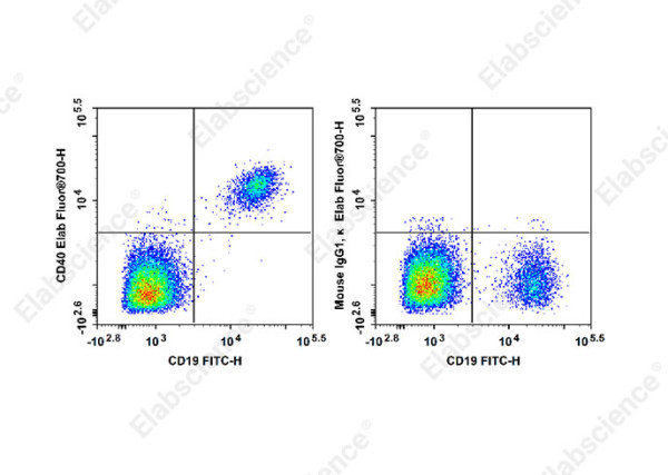 Elab Fluor(R)700 Anti-Human CD40 Antibody[G28.5]