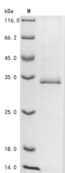 Myocilin (Myoc), partial, mouse, recombinant