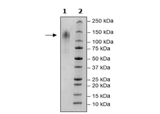 CD34, Avi-His-Tag, Biotin-Labeled Recombinant