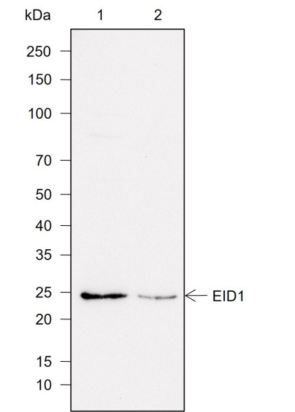 Anti-Recombinant EID1, clone A753