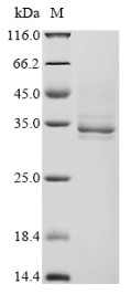 Outer membrane protein assembly factor BamA (BamA), partial, Escherichia coli, recombinant