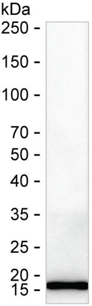 Anti-CPN10 (recombinant antibody)