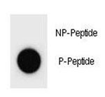 Anti-phospho-p21 (Ser125)