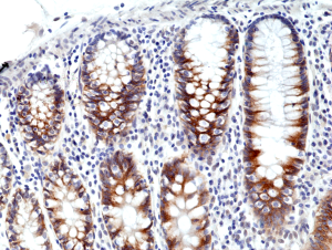 Anti-CD71 (human), Rabbit Monoclonal (RM384)